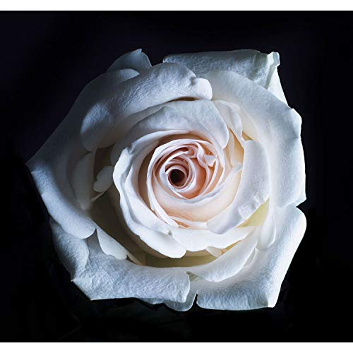 Affiche poster rose blanche sur l'eau au design haut de gamme 91x135 cm