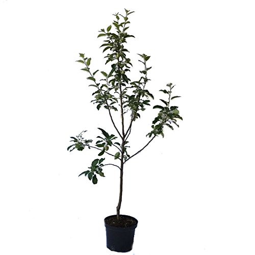 Apfelbaum Roter Jonathan, Winterapfel Buschbaum alte robuste Sorte 110-140 cm 10 L Topf Unterlage M7