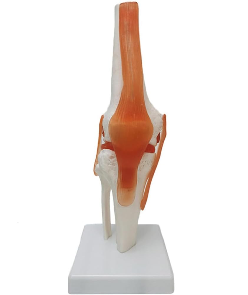 Modelos de articulaciones humanas con pantalla de esqueleto, mano, pie, hombro, rodilla, cadera, codo, modelo anatómico para educación médica y entrenamiento