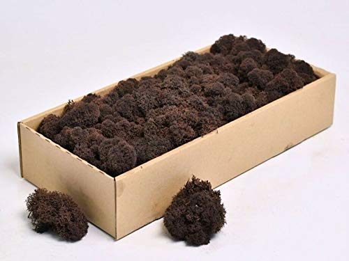 EliteKoopers Natural Reindeer Moss For Preserved Dried Craft Flower Home Decor Item