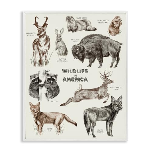 Stupell Industries Wildlife In America Various Animals Detailed Illustrations Chart, Design by Lil' Rue