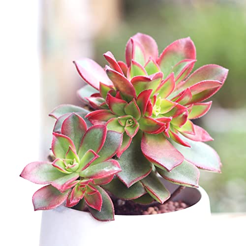 Aeonium Kiwi Live Pink Yellow Plants Wedding Planter Favor Gift | Healthy Unique Pink Succulents For Home Office Decoration | Wedding Gifts Ideas (2 Inch) #TOP5