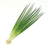 Hace que tu sopa tenga un sabor más delicioso. Puedes criar las plantas fácilmente gracias a su alta tasa de supervivencia. Agregar estas semillas de vegetales a su jardín reduce sus niveles de estrés percibidos y lo hace sentir más relajado, seguro ...