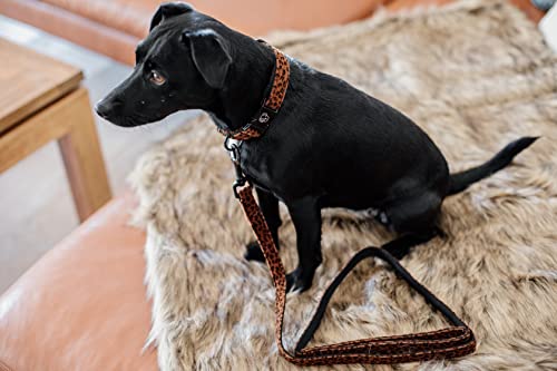 Collier pour chiens de petite taille 25-38cm idéal balade léopard - 8