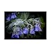 Trademark Fine Art Dew Purple by Dan Ballard, 12x19