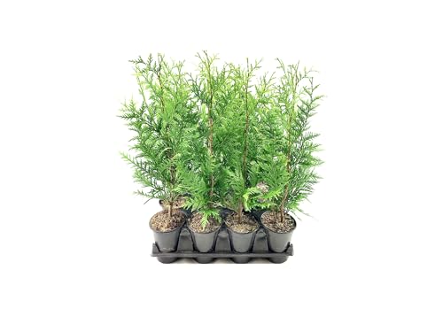 Thuja Arborvitae Green Giant - 10 Live Quart Size Plants - Evergreen Privacy Trees