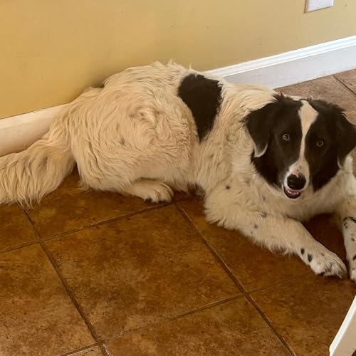 Bible and Stories with Evelyn- Little Red Riding Hood