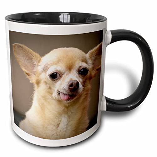 3dRose mug_92682_4 'Toothless Chihuahua Dog, Santa Fe, New Mexico - US32 JMR0502 - Julien...