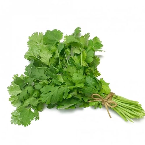Hojas de cilantro fresco 750 g – Hojas aromáticas de cilantro, recién cosechadas, sabor intenso | Indispensable para chutneys, guacamole o sopa de pho con Kajal