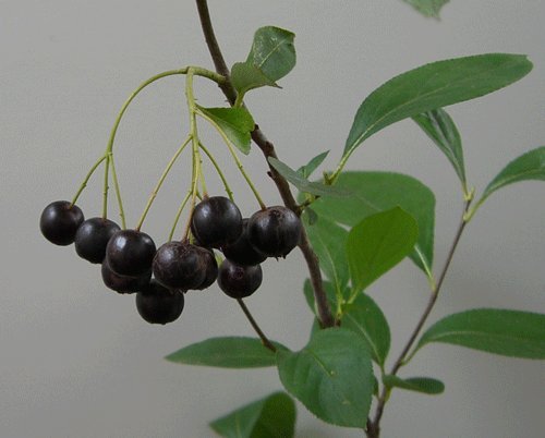 Amazon | アロニア チョコレートベリー （チョコベリー） 《果樹苗