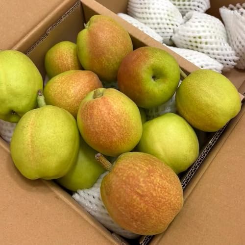 semi resistenti del pero - all'esterno di pero, giardino roccioso resistenti sementi 150pcs