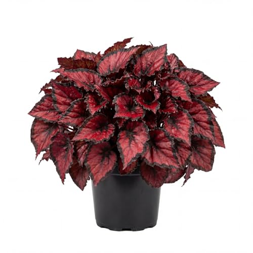Trailing Begonia Plant Live, Rare Begonias Live Plant, 4-8 Inc Starter Indoor Outdoor Houseplant (Red Begonia)