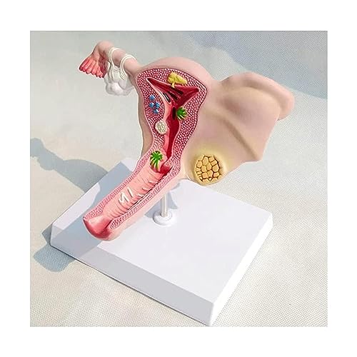 OUFEIJIA Female Uterus Model Gynecology Ovaries and Uterus Model Showing Uterus Ovaries Vagina for Teaching Learning Display Tool