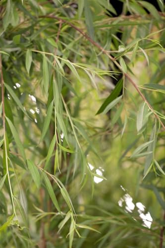 Salix alba 'Tristis' 80–100 cm – Winterhart, Mehrjährig, Pflegeleicht – Trauerweide – Zierbaum für Garten & Park