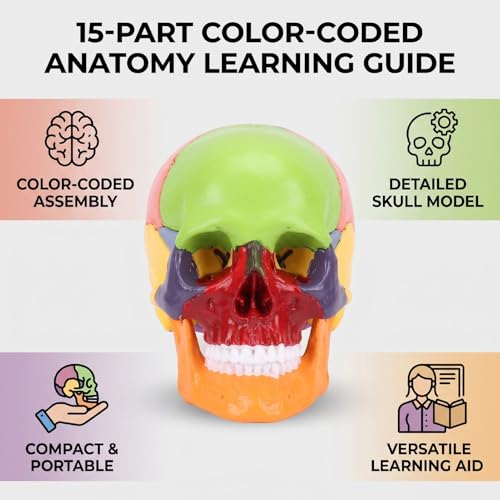 Luocute 15 Part Human Skull Model, Detachable Mini Skull with Color Coded Bones and Illustrated Guide, for Medical Dental Teaching and Educational Demonstration