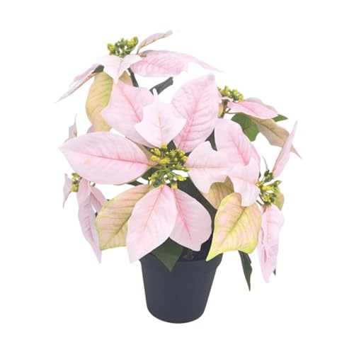 LOL-FUN NX}X A |CZ`A t[AWg Mtg I[ig  gFp[eB[ NX}X K[f e[ugbv