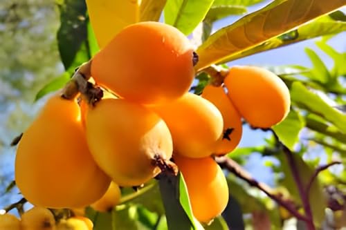 Image of Sweet & Testy inch Loquat Fruit inchTree grafted plant || For Home Garden fruit tree plant outdoor indoor plant.