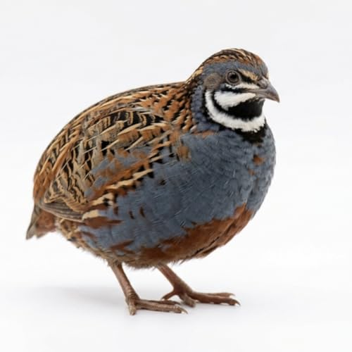 Undique Button Quail Eggs for Hatching - Chinese and King Button Quail Silver Dark V hens Choice Mix (12 Button)