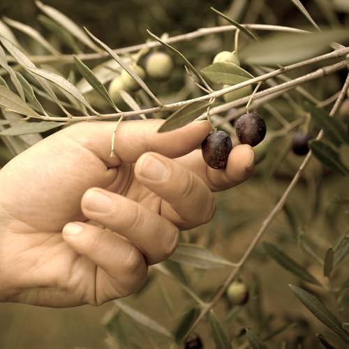 Marmara Birlik Dried Natural Black Olive - 800g - from Turkey - Sele Zeytin