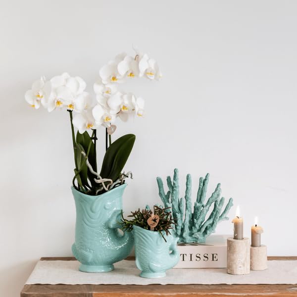 Phalaenopsis Amabilis - Orquídea blanca + pez, turquesa, diámetro de 9 cm, elegante orquídea blanca en maceta azul brillante, fácil de limpiar y decorativa