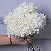 Glicrili 5 PCS Dried Preserved White Hydrangea Flowers - Length 14' Corolla Size 3'-4' Real Hydrangeas Petals Handmade for Vase, Arrangement Boho Style Home House Office Wedding Baby Shower Decor
