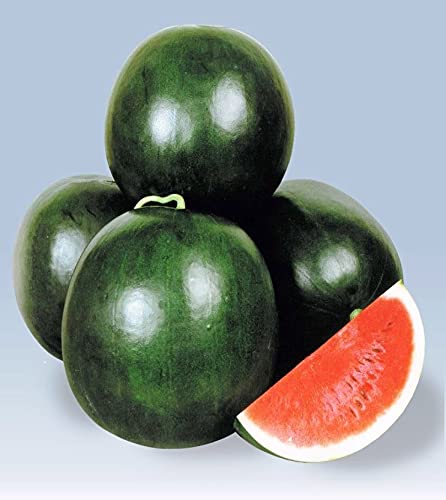 SimXotic Watermelon Dark Green Hybrid Seeds (15 Seeds) (B091MNSPZJ) Amazon Price History, Amazon Price Tracker