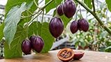 Premium Lila Tamarillo 10 Samen Baumtomate essbar, süß-sauer, Rarität, exotisch