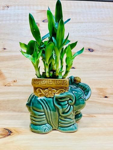 Generic Live Lucky Bamboo Two Tier Plant In Elephant Ceramic Vase thumb #3