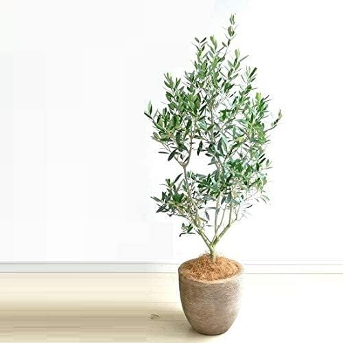 【超希少】鉢込フィカス　ドリーミーアサヒ　ゴムの木 超希少】鉢込フィカス ドリーミーアサヒ ゴムの木 観葉 植物 木