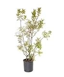 Planta de fácil cuidado. Pistacia Lentiscus Natural Árbol Lentisco Común Perfecto para Crear un Oasis Mediterráneo