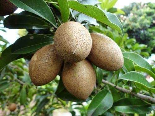 Thai Kalapati Variety Sopota (Chiku) Fruit Grafted Live Plant (B09TG2736J) Amazon Price History, Amazon Price Tracker