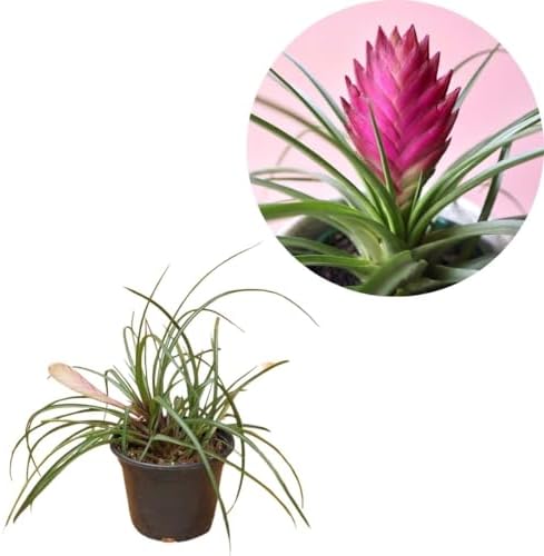Bromelia Tillandsia Cyanea Planta Epífita com Inflorescência Rosa...