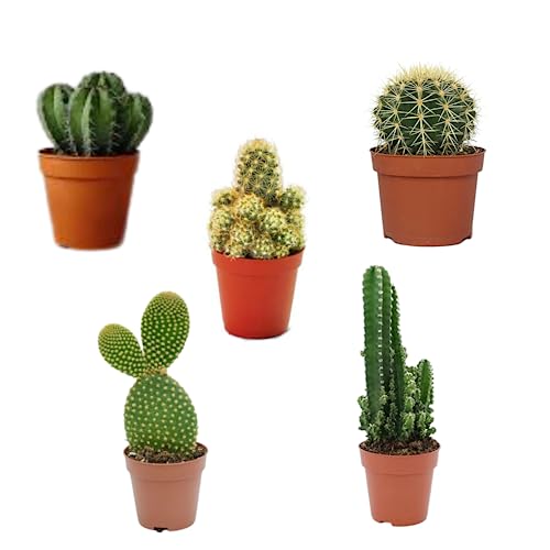 SMPLY - Pack 5 Cactus naturales diferentes de interior y exterior con pinchos Variados en Maceta de 5cm Kit Ahorro Plantas Naturales Para Decorar tu Hogar u Oficina