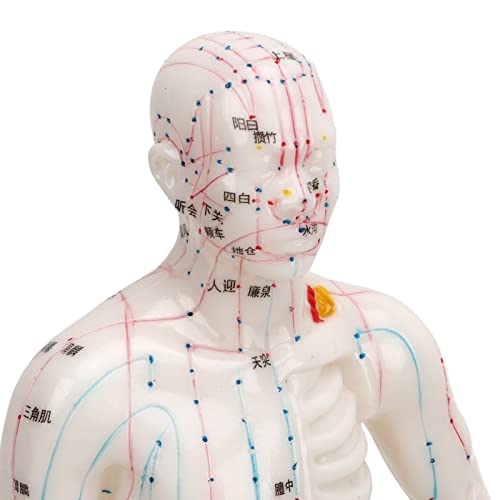 Modèle d'acupuncture en PVC avec écriture manuscrite nette - 5