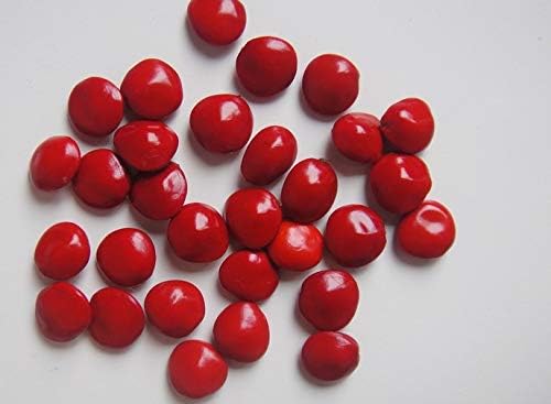 250 Seeds of Adenanthera pavonina Tree Red Lucky Seed Natural decorative beads - for germination