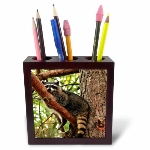 3dRose Oregon, Portland. Raccoon wildlife in conifer tree - US38 BJA0484 - Jaynes Gallery 5 inch tile pen holder