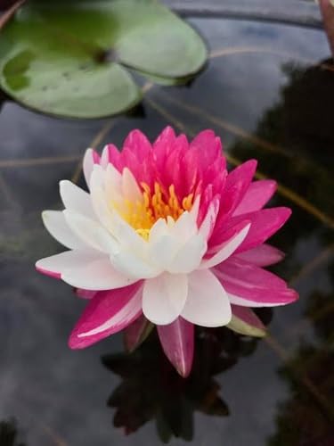 Ninfea 'Jakkaphong' – Pianta Acquatica Rustica a Radice Nuda Fiore Rosa-Viola Variegato/Bicolore – Per Laghetti, Stagni e Vasche – Originaria 2016 – Coltivata in Italia