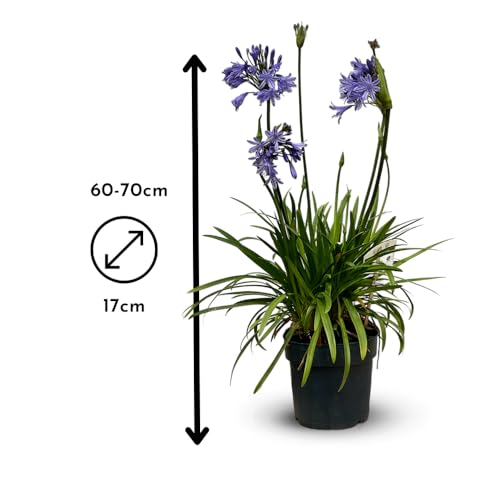 Agapanthe Fleur Bleue - Plante Extérieur Résistante Chaleur - 4