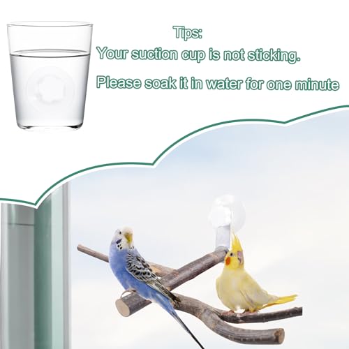 Image of SnowTing Shower Perch Platform with Suction Cups for Bird, Small and Medium Bird Parrot Parakeet African Grey Window Wall Bath Stand Wood Window Perch (Two-Y-Type)