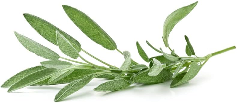 Miniatura 6 de Salvia-hoja ancha (150 semillas)