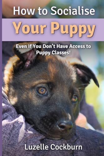 How to Socialise Your Puppy: Even if you don’t have access to puppy classes!