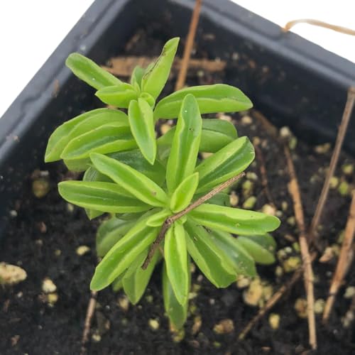 Smoke Camp Crafts Live Organic Succulent Taco Plant (Peperomia axillaris) in 2.5-inch Pot - Exotic House Plant for DIY Projects and Home Office Desk Decor