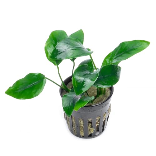 SubstrateSource Anubias Live Aquarium Plants...
