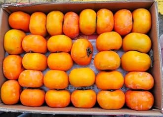 TomorrowSeeds - Japanese Persimmon Tree Seeds - 30+ Count - for 2026 Planting Diospyros Kaki Fuyu Hachiya Asian Chinese Oriental Sharon Perennial Fruit Grow Your Own Home Farm Patio Healthy