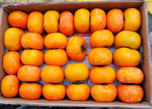 TomorrowSeeds - Japanese Persimmon Tree Seeds - 30+ Count - for 2026 Planting Diospyros Kaki Fuyu Hachiya Asian Chinese Oriental Sharon Perennial Fruit Grow Your Own Home Farm Patio Healthy