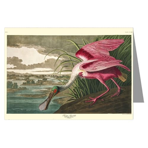 Image of Epic Greeting Cards Twelve Assorted Notecards Of John James Audubon Celebrated Illustrations Of Audubon's Birds Of North America Featuring Series I