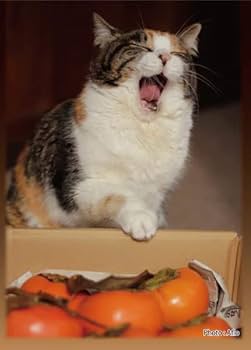 SUGOIスリーブシリーズ ふるもっふ 014「いぬ ver.3」 パック mxn26g8 SUGOIスリーブシリーブふるもっふ | カードキングダム