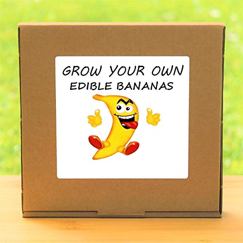 Portal Cool Grow Your Own Musa Banano Kit Plant - coperta davanzale giardinaggio Gift Set