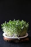 Certified Non-GMO Broccoli Seeds for Sprouting Sprouts Microgreens (8oz (40000+Seeds))