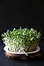 Certified Non-GMO Broccoli Seeds For Sprouting Sprouts Microgreens (8oz (40000+seeds))